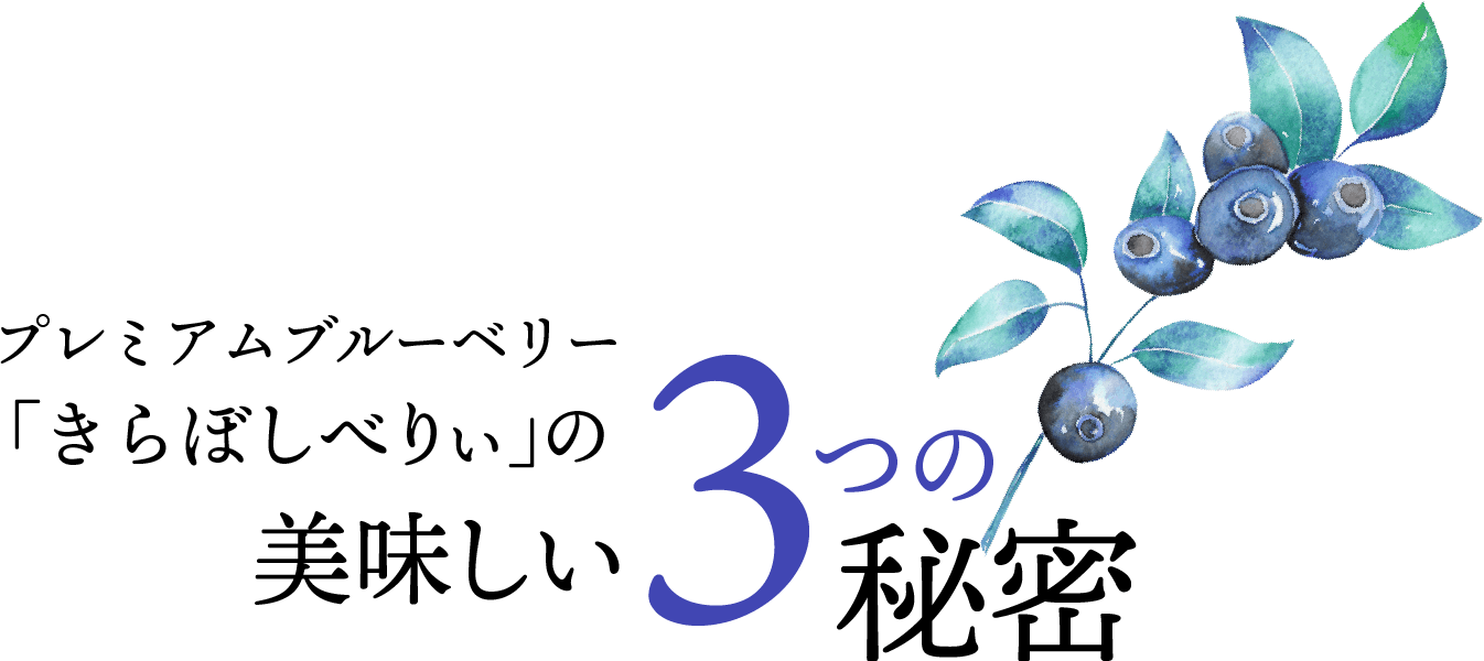 プレミアムブルーベリー「きらぼしべりぃ」の美味しい3つの秘密